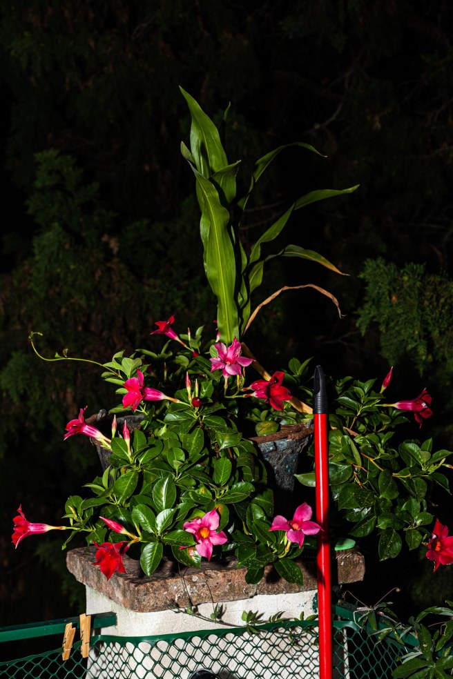 Rumour(c)SJField2019-6535