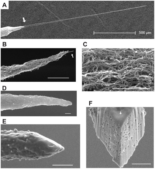 SEM-images-of-CNT-probes-A-Low-magnification-view-of-a-CNT-probe-Tungsten-wire_W640